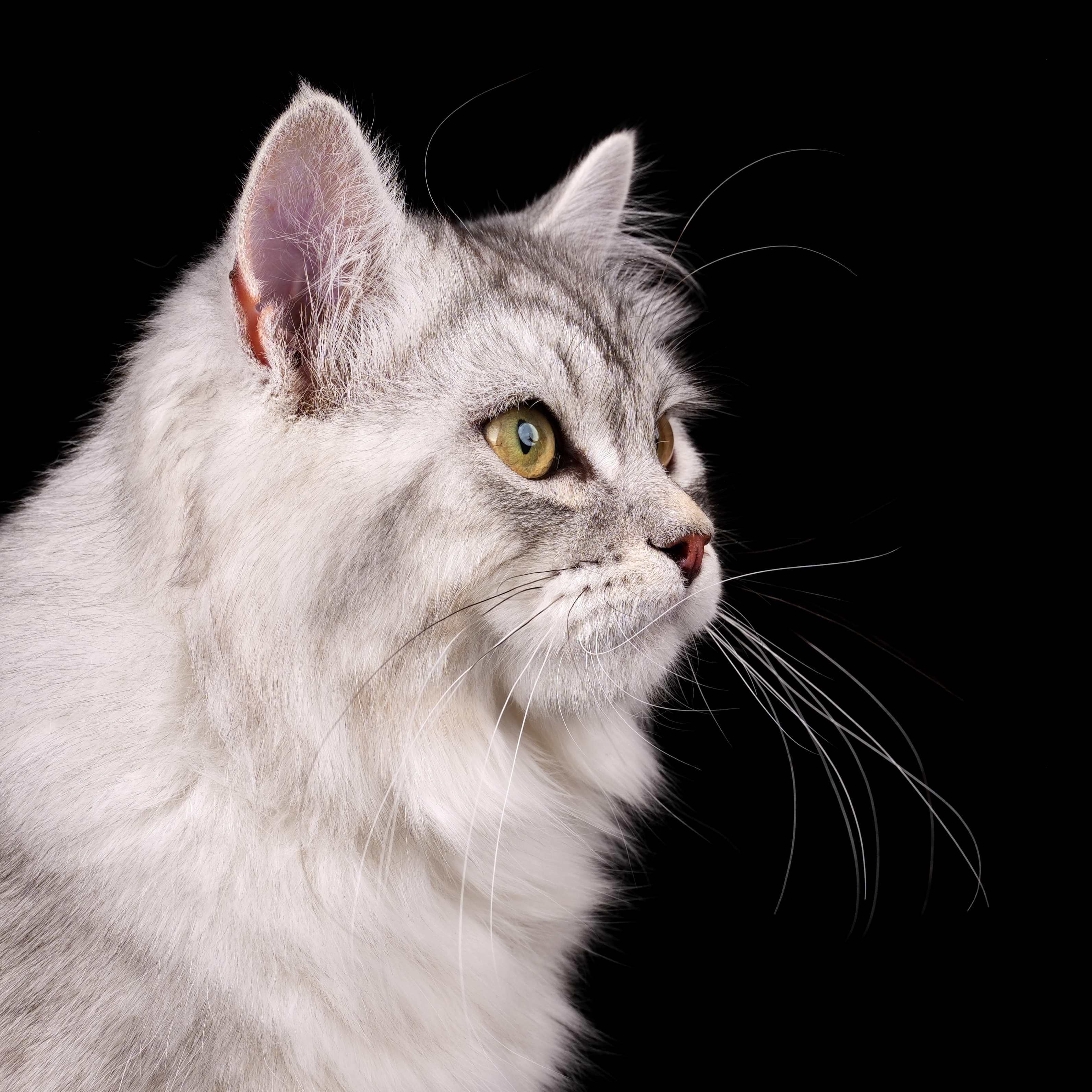 Master, JCH. Highlight of Siblione Belial